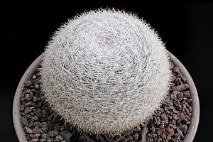 Mammilloydia candida - Snowball Cactus.jpg