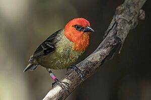 Mauritius fody (Foudia rubra) male 2.jpg