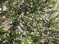 Melaleuca cheelii foliage