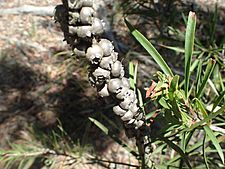 Melaleuca linearifolia leaves and fruit