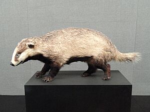 Meles leucurus - Kunming Natural History Museum of Zoology - DSC02498