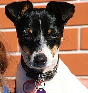 Mini Fox Terrier
