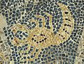 Mosaic in Maltezana at Analipsi, Astypalaia, 5th c AD, Scorpio Astm30a