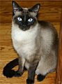 Niobe050905-Siamese Cat
