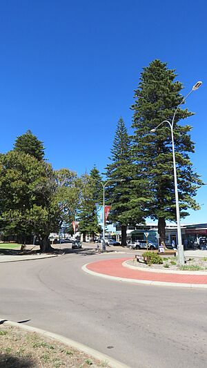 Norfolk Pine Trees, Dempster Street, Esperance, January 2024 01