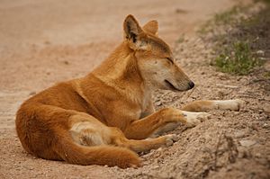 do dingoes bark