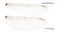 Odontogomphus donnellyi female wings (34249133323)
