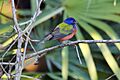 Painted Bunting Okeeheelee