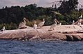 Pelicans on Big Whiteshell Lake