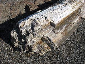 PetrifiedWoodGPFSP