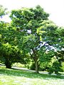 Phellodendron japonicum