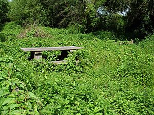 Picnic area, Berengrave nature reserve - geograph.org.uk - 189214