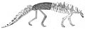 Polacanthus skeleton