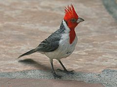 Red-crested Cardinal Maui RWD