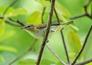 Red-eyed vireo (35213)