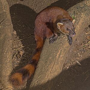 Ring-tailed vontsira (Galidia elegans) 2