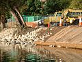 River bank repair on the River Avon, Saltford
