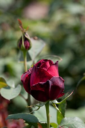 Rose, Oklahoma - Flickr - nekonomania