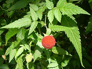 Rubus rosifolius1.JPG