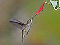 Ruby-throated Hummingbird (Archilochus colubris) RWD4