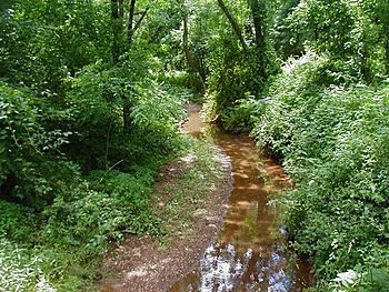 A stream flowing calmly through the woods