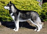 "A dark grey and white wolf like dog faces left in profile."