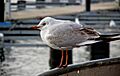 Skrattmås (Larus ridibundus) -Ystad-2016