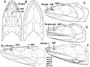 Skull and shoulder-girdle restorations of Tristichopterids