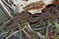 Smooth Newt Juveniles (Lissotriton vulgaris) (8618458053)