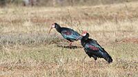 Southern bald ibis 2016 05 11 a