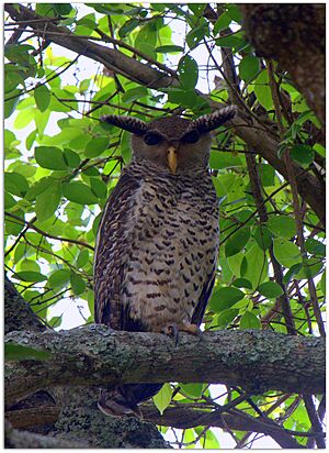 Spot-bellied Eagle-Owl by N.A. Nazeer.jpg