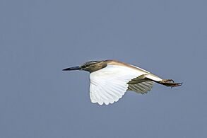 Squacco heron (Ardeola ralloides) in flight