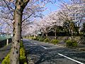Street blossoming cherry trees Yakushidai