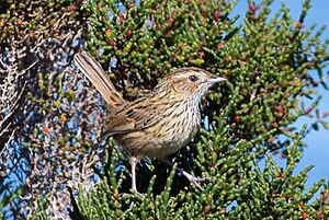 Striated Fieldwren (Calamanthus fuliginosus) (8079660765)