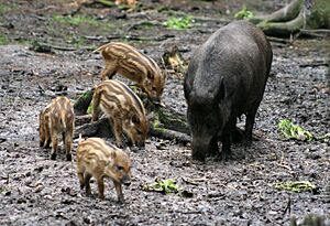 Sus scrofa 1 - Otter, Owl, and Wildlife Park