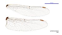 Synthemis eustalacta male wings (34931596071)