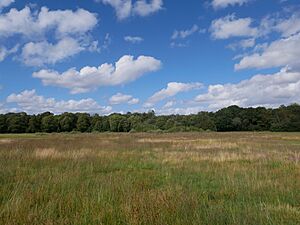 The Plain on the East of Wimbledon Common (North Facing View - 01)