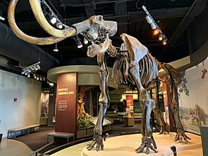 The Woolly Mammoth and Native American Gallery at Discovery Park of America