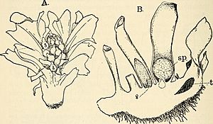 The structure and development of mosses and ferns (Archegoniatae) (1918) (14598320719).jpg
