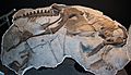 Thescelosaurus neglectus - Museum of the Rockies