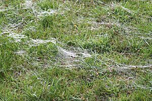 Threads of silk following a mass spider ballooning