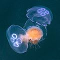 Three moon jellyfishes captured by a lion's mane jellyfish 2