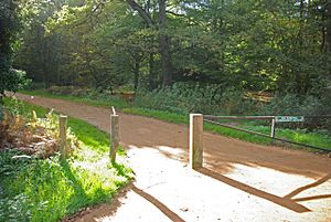 Track through Great Monk Wood (geograph 2118090)