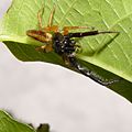 Trite.planiceps