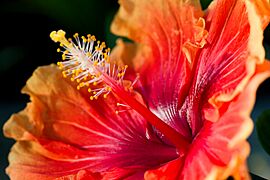 Unidentified Hibiscus at Como Zoo and Conservatory