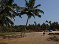 Varkala Beach CoconutTree