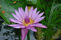 Water Lily, Hawaii Tropical Botanical Garden