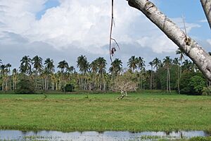 WetlandsSoutSan