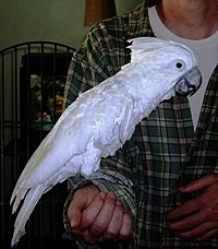White-crested Cockatoo July 24 2010