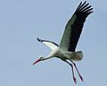 WhiteStorkGaulsh02